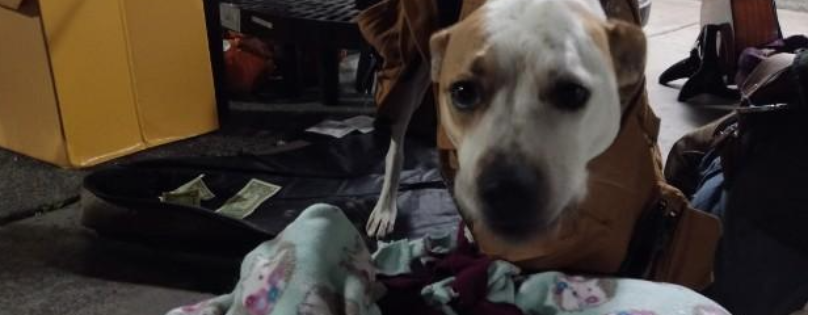 Seattle Dogs Homeless Program