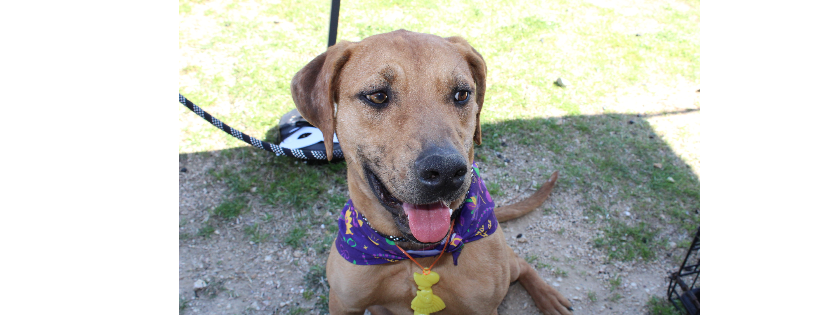 Humane Society of Cedar Creek Lake