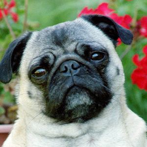 Wichita Pug Rescue Logo