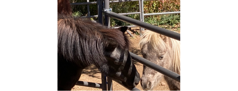 Equine Spirit Sanctuary