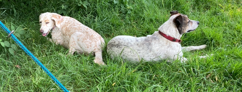 Holbrook Animal Rescue