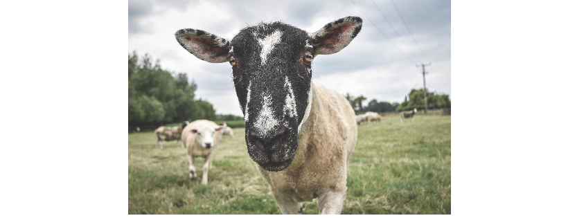 Farm animal sanctuary evesham