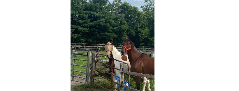 Heaven on Earth Horse Rescue and Rehab