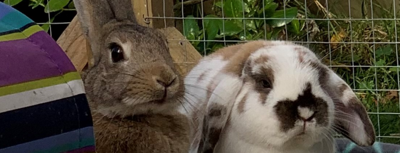 Christchurch Rabbit Rescue
