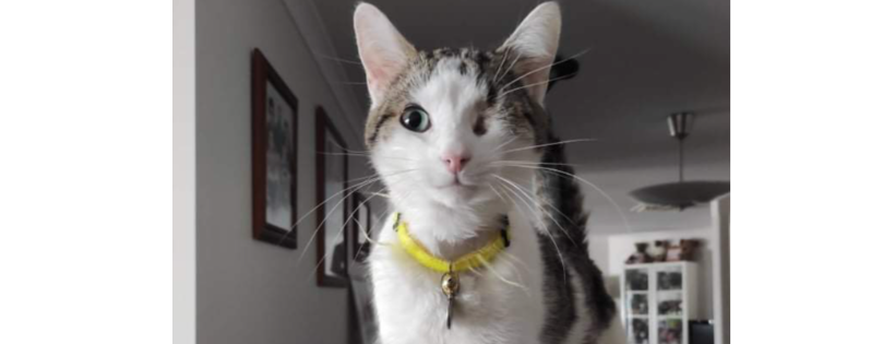 Rescue Me Whiskers & Paws