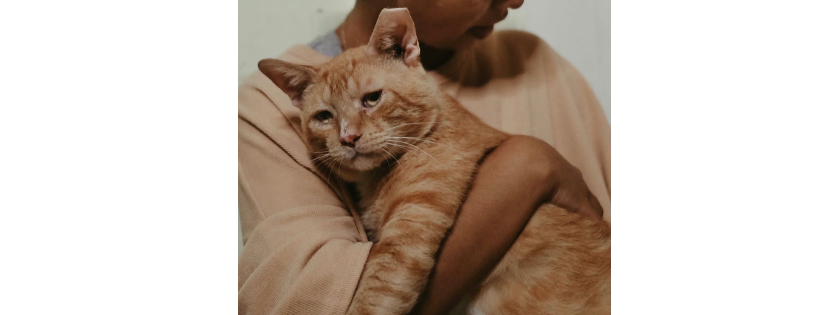 Love’s Animal Rescue