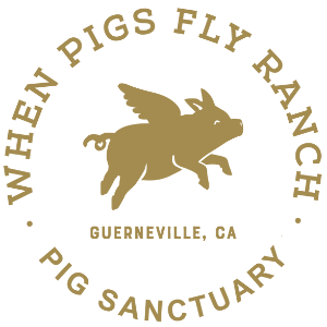 When Pigs Fly Ranch Inc