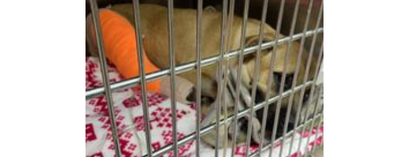 Paw Patrol Animal Rescue and Sanctuary
