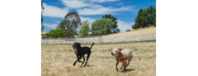 Lily's Legacy Senior Dog Sanctuary