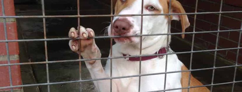 Dogs' Refuge Home (WA) Inc