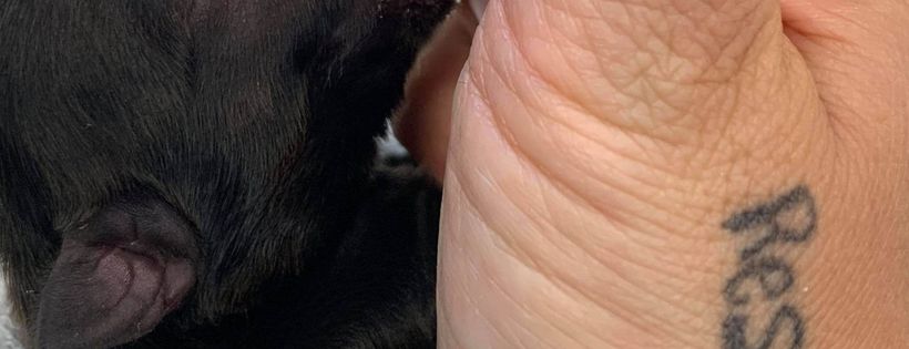 Remo's Rescue