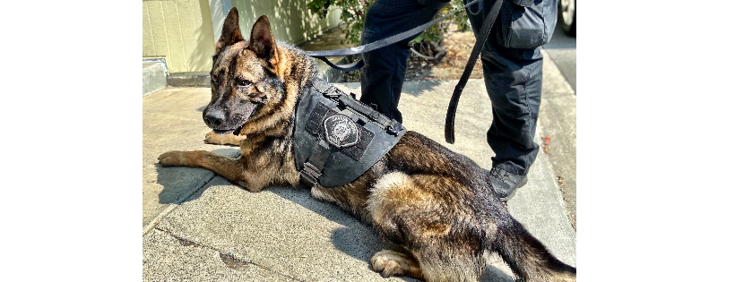K9 InVest