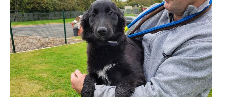 Dundalk Dog Rescue
