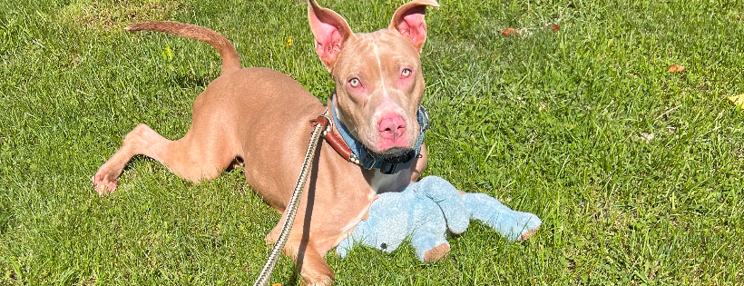 Pike County Humane Society Inc