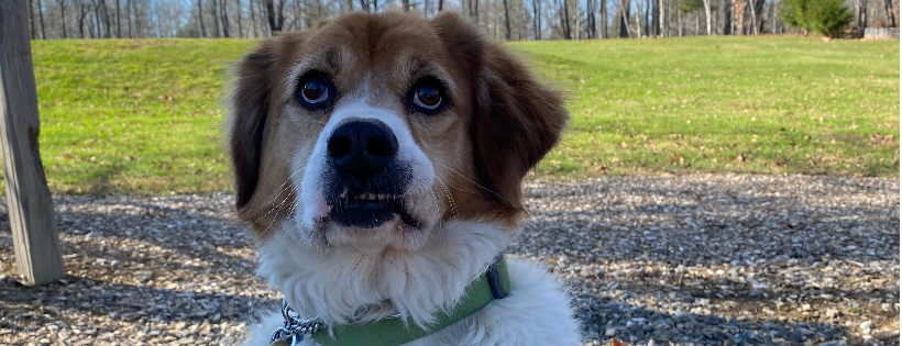Lucky Pup Rescue, Inc