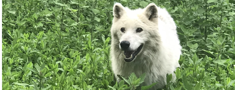 Wolf Creek Habitat & Rescue