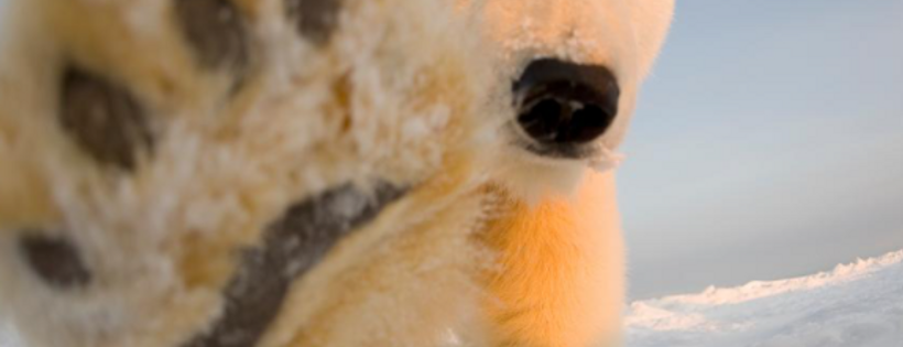WWF - UK