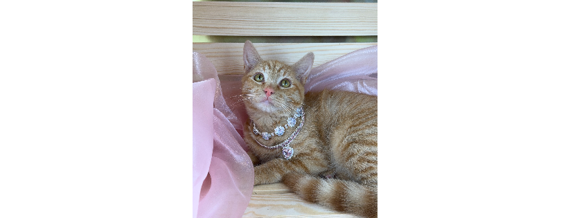 Mission for Paws