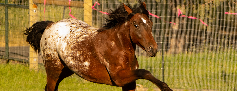 Safe Acres Animal Sanctuary