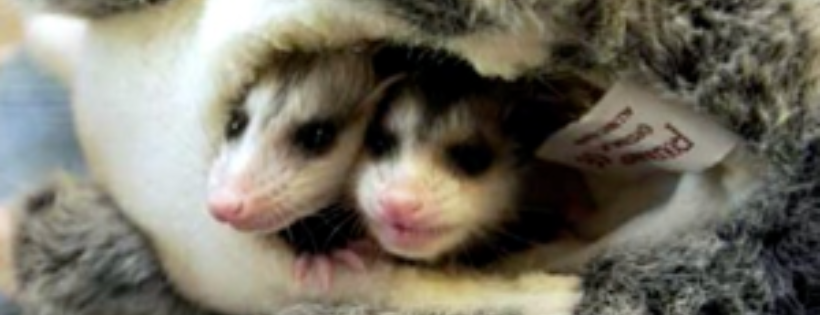 Red Creek Wildlife Center Inc