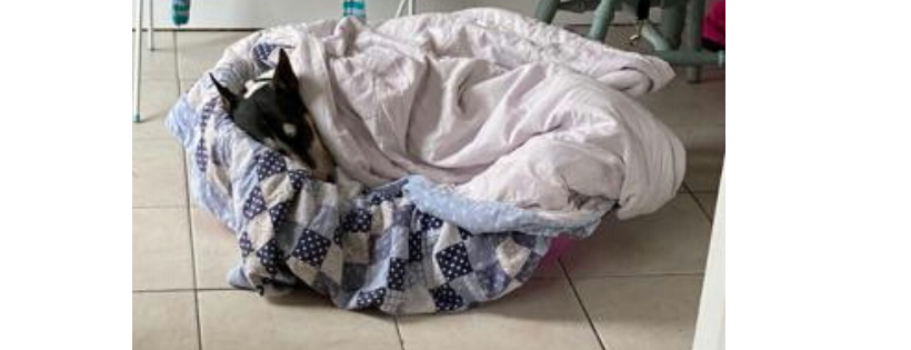 Universal bull terrier rescue