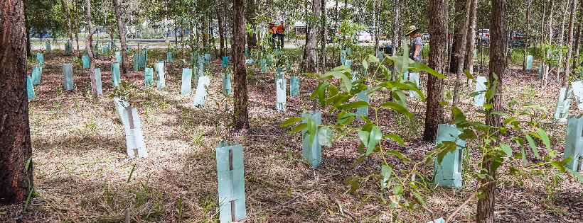 Friends of lagoon creek group