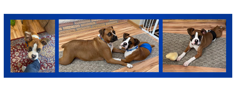 Rejection Collection Boxer Rescue