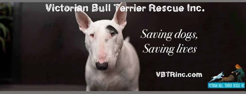 Victorian Bull Terrier Rescue Inc