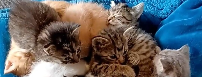 Furever Homes