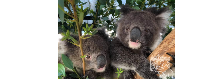 Southern Koala and Echidna Rescue ltd