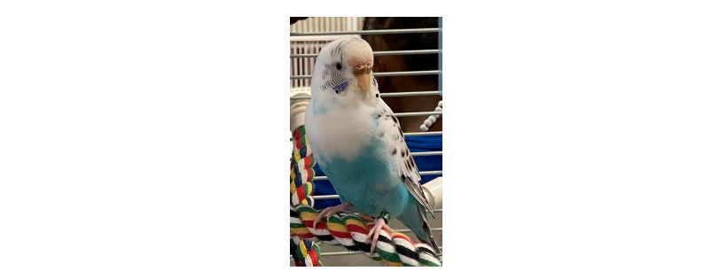 Rhode Island Parrot Rescue