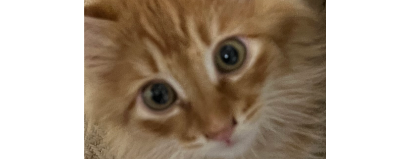 SOS Lost Pet Rescue NW