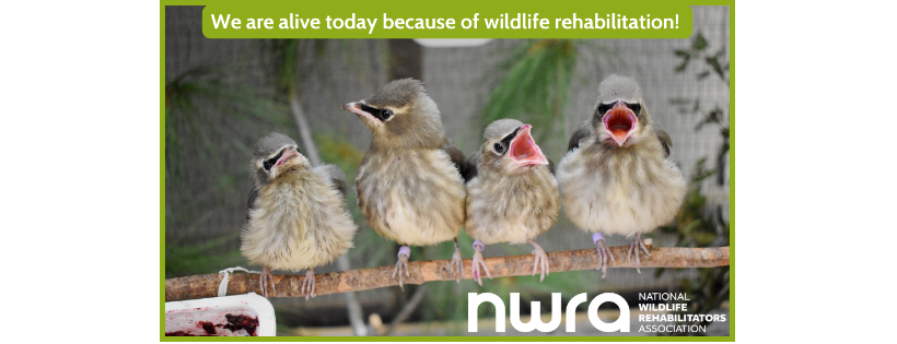 National Wildlife Rehabilitators Association