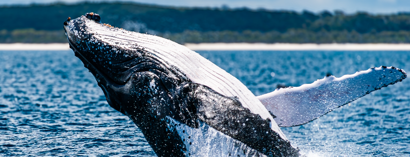 The Australian Marine Conservation Society