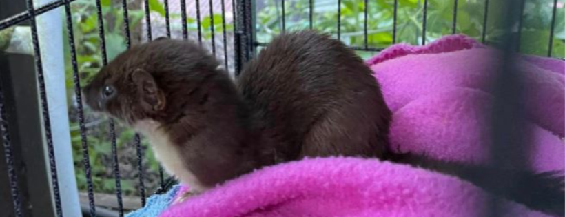 Catskill Mountain Wildlife Rehabilitation