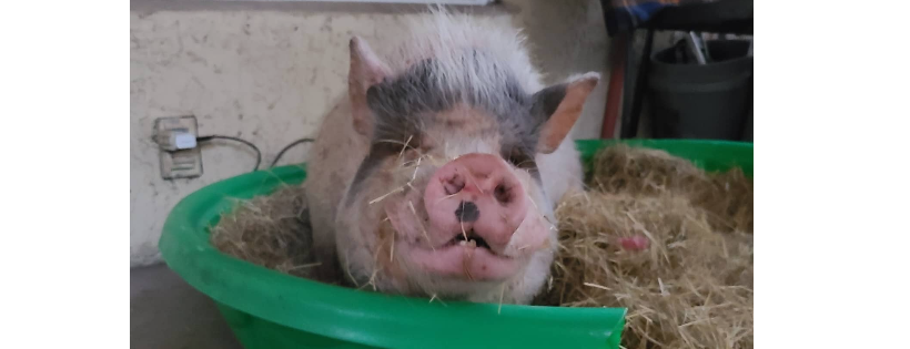 Piggy Protective Services