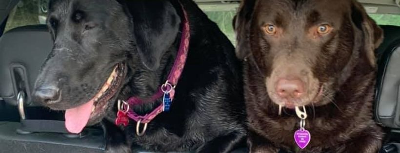 3rd Coast Labrador Rescue