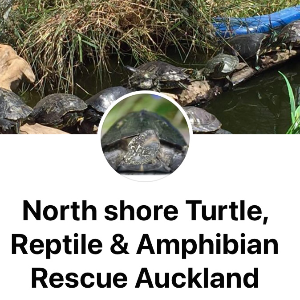North Shore Turtle, Reptile & Amphibian Rescue Auckland