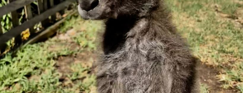 FAWNA inc