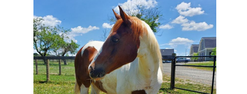 Middleburg Humane Foundation