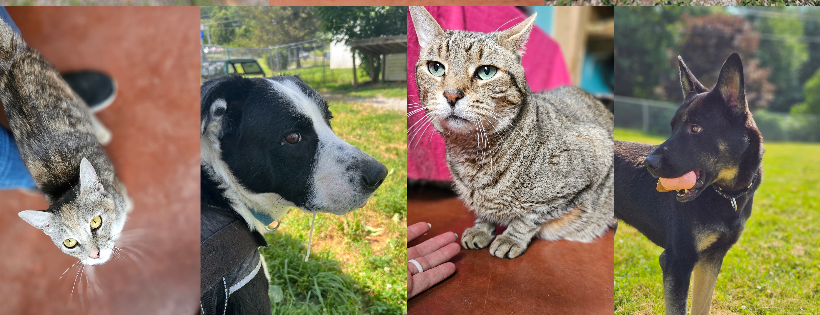 True Friends Animal Welfare Center