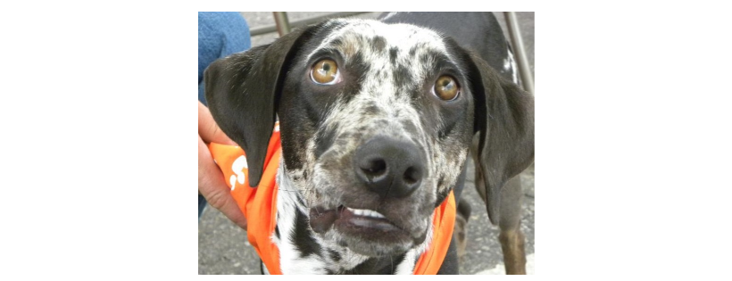 Catahoula Rescue of New England