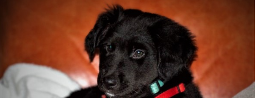 Island Pacific Dog and Cat Rescue Society