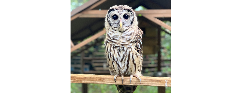 Little Ponderosa Zoo and Rescue, Inc