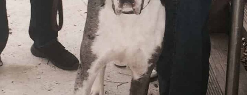 Great Dane Rescue Victoria