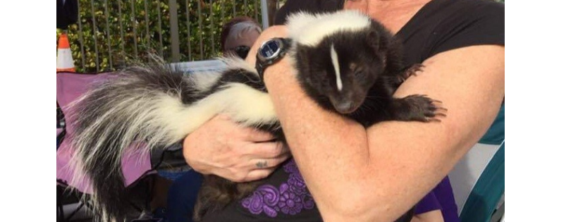 Florida Skunk Rescue