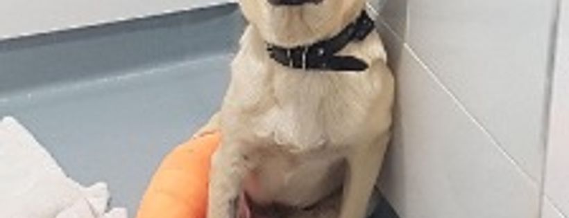 Litters and Critters Rescue Society