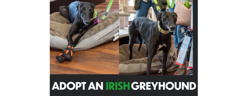 Irish Greyhound Adoption Nova Scotia