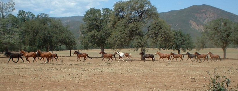 The Mustang Project, Inc