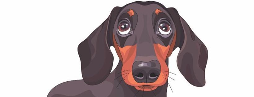 All 4 Dachshunds Inc